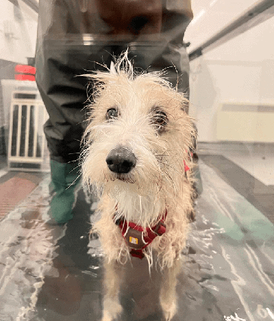 dog undergoing hydrotherapy treatment
