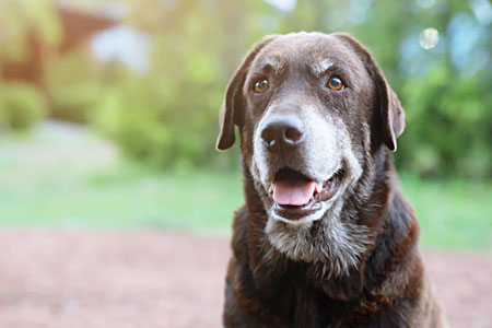 Laser therapy on older dogs