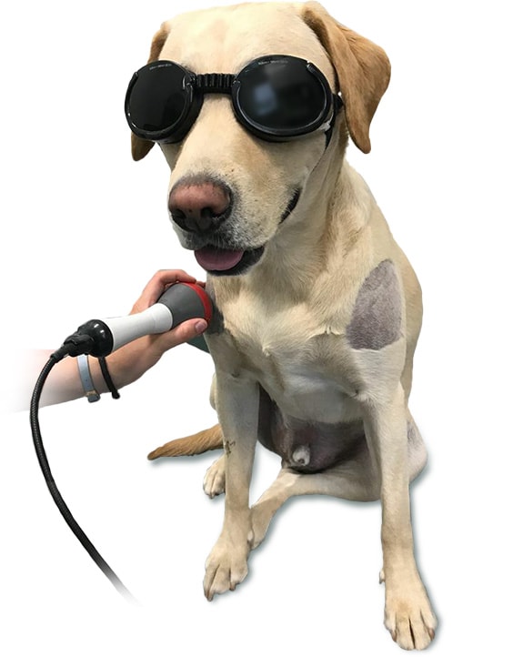 Dog wearing protective goggles during laser treatment