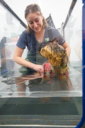 dog with vet in hydrotherapy tank