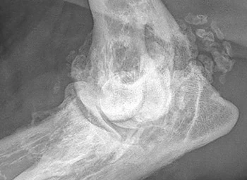 Emerging Signs of Rapidly Progressive Arthritic Changes in Dogs and Cats Receiving Bedinvetmab and Frunevetmab